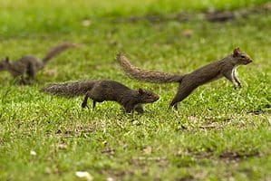 brown squirrels playing in a backyard during summertime