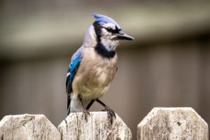 backyard summertime blue jay bird sitting calmly on an outdoor fence